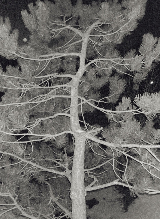THE PLANT MAGAZINE - Issue 23